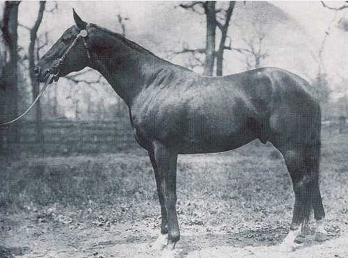 1901 Horse Racing Recap
