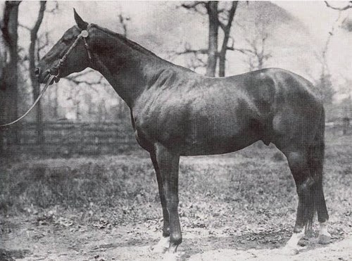1901 Horse Racing Recap